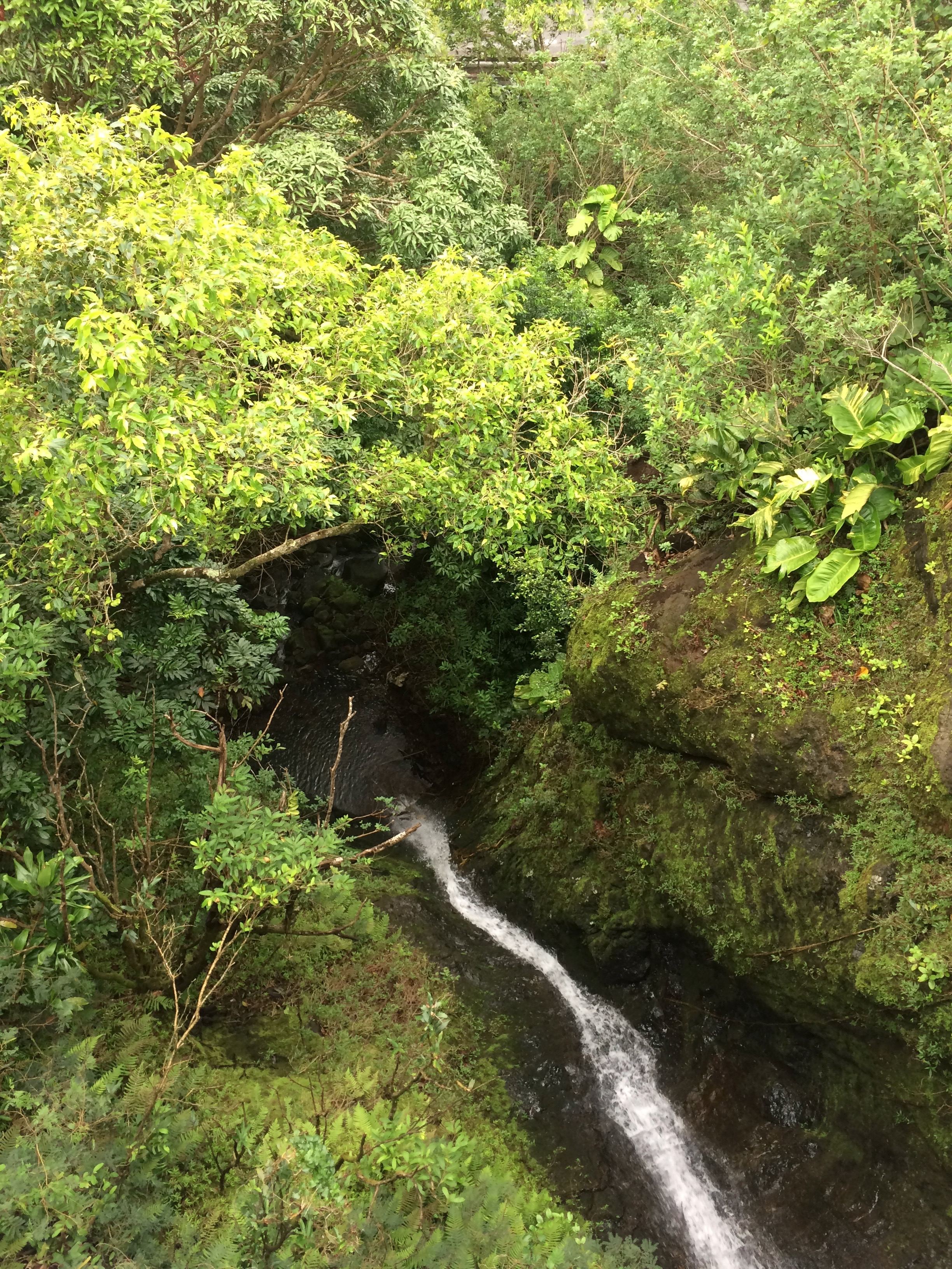 Old Pali Highway