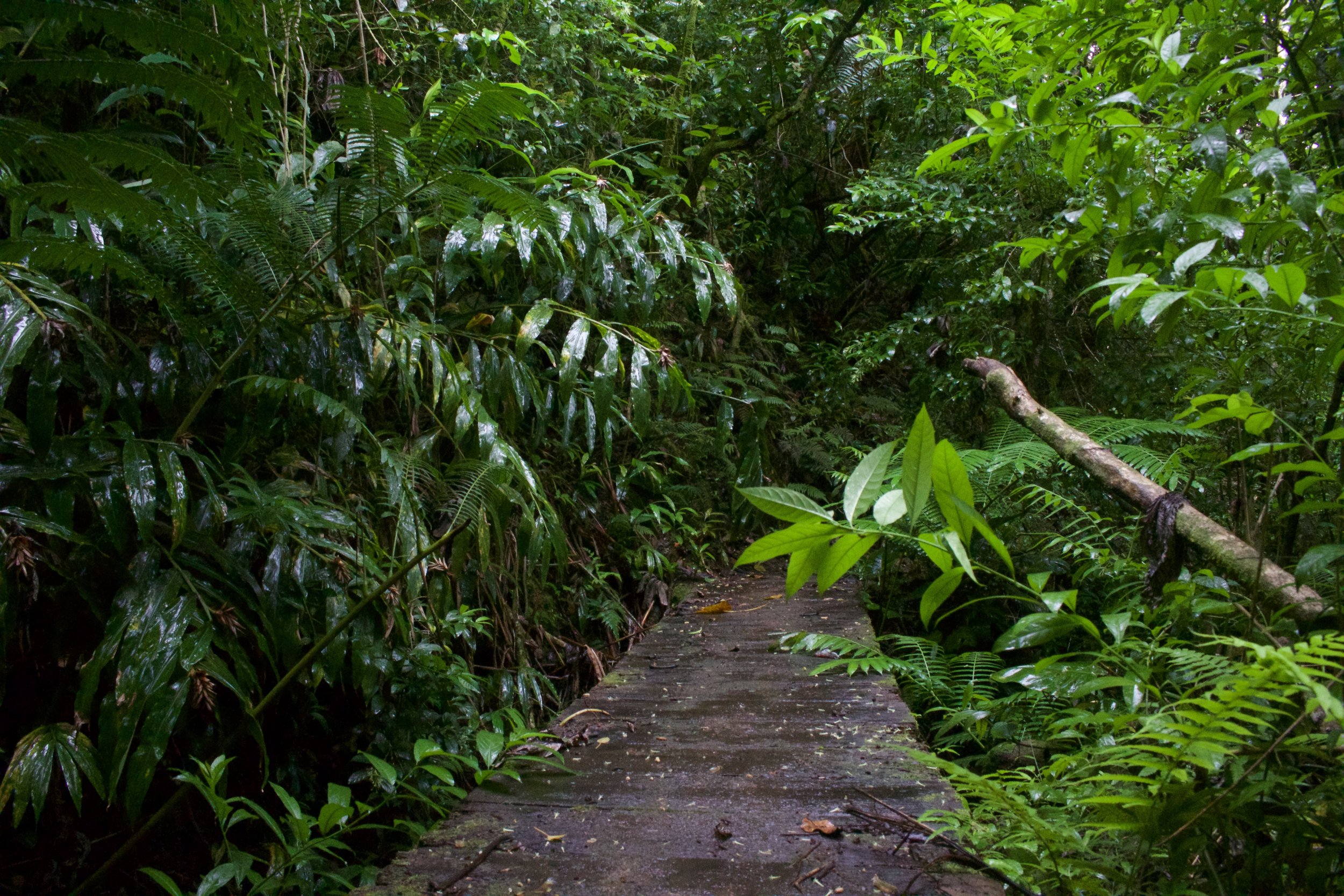 Waiakekua Falls