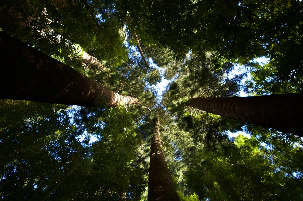 Imagen de Waʻahila Ridge State Recreation Area
