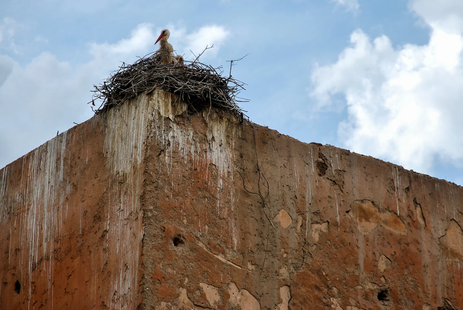Cigogne à Marrakech