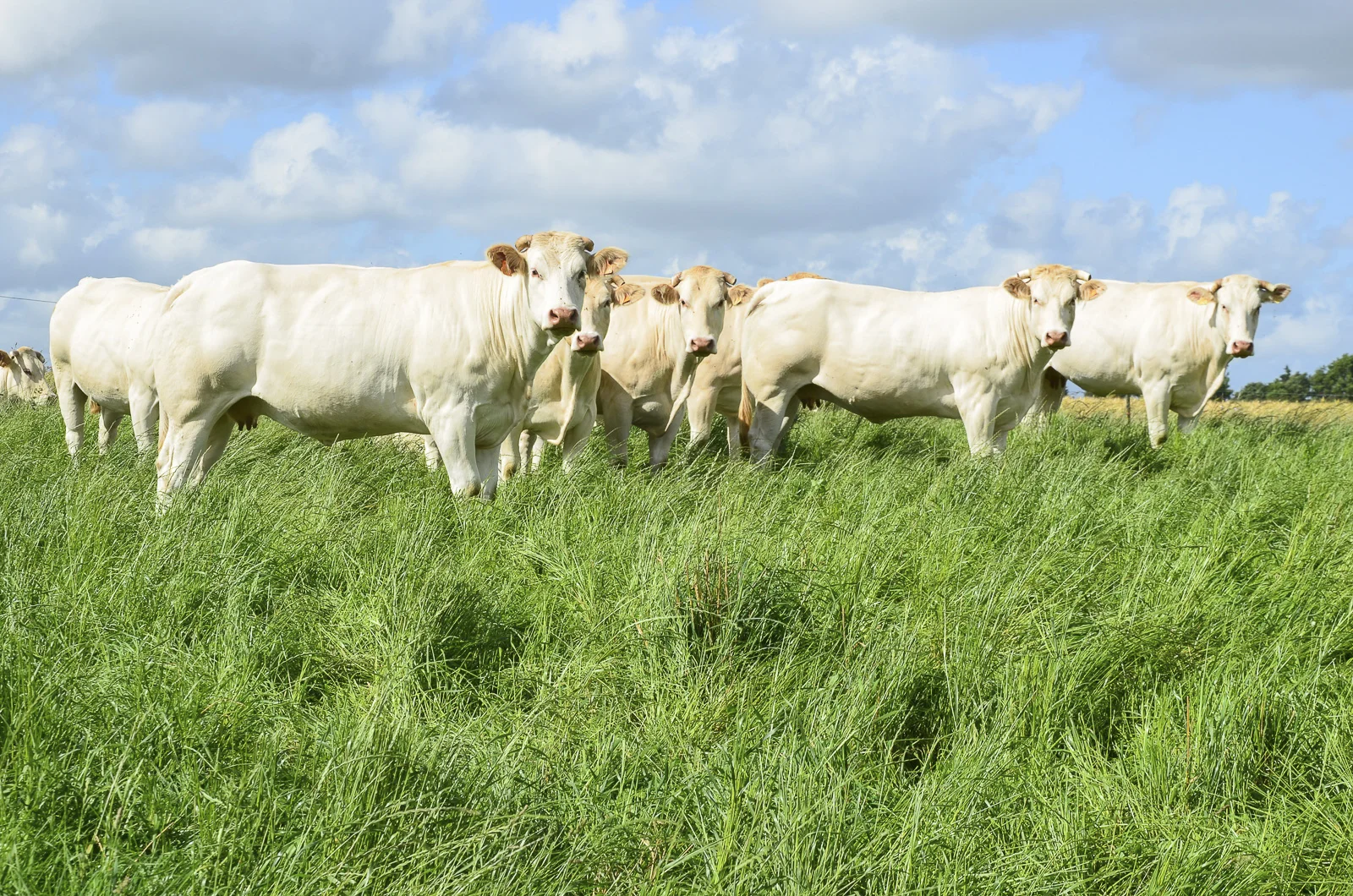 Bocage vendéen