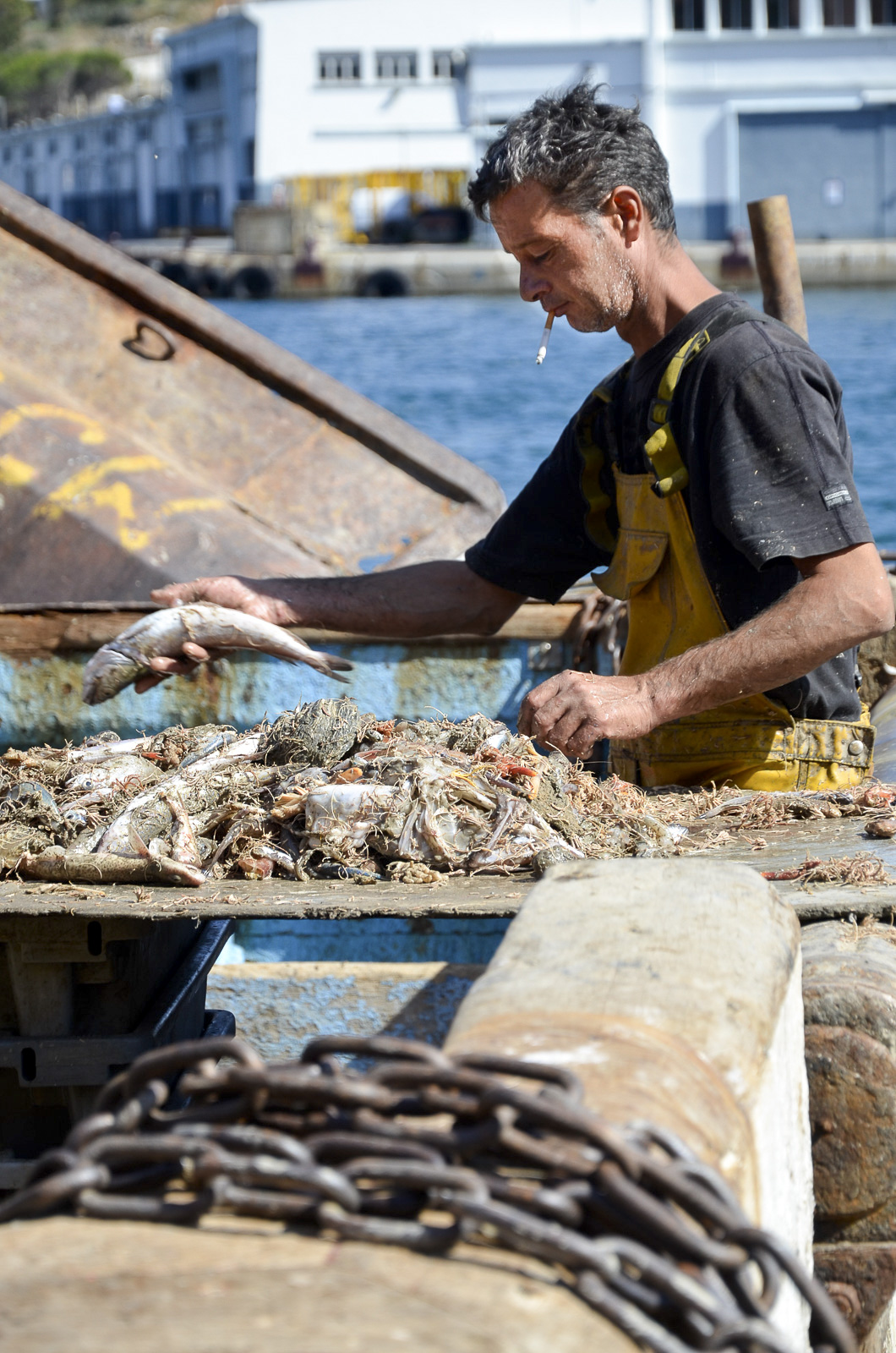 Pêcheur à Port-Vendres (66)