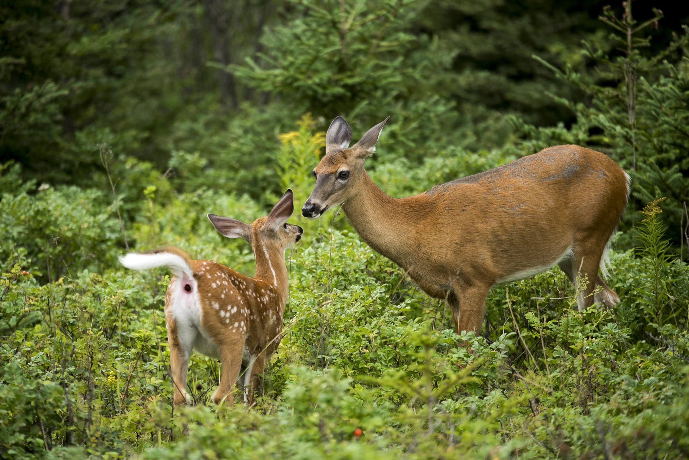 Cerfs de Virginie