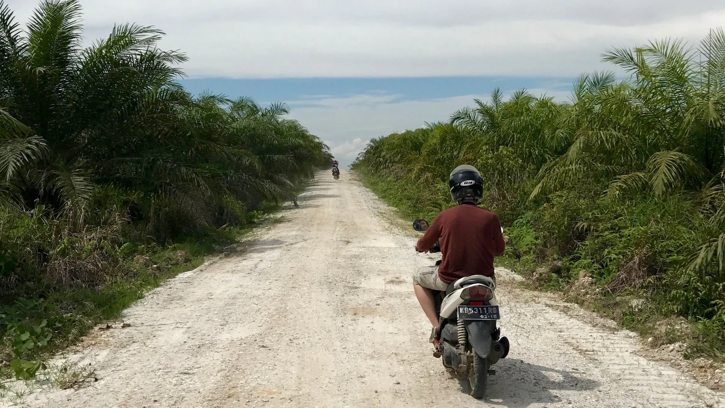 Riding through palm oil plantations, no jungle in sight.