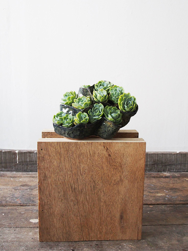   Ceramics on ply with Echeveria Elegans , 2015    