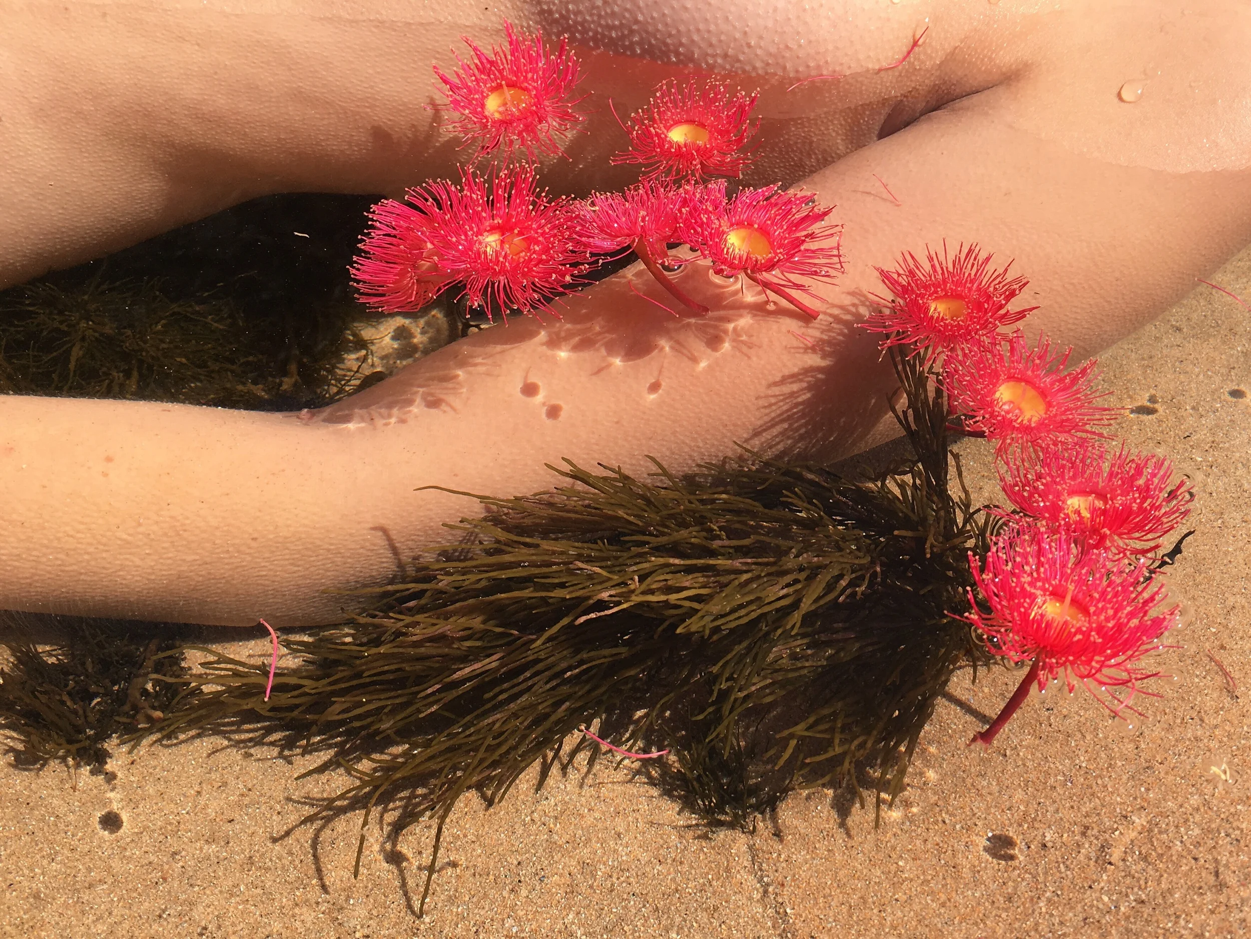 Flowering gum, 2016