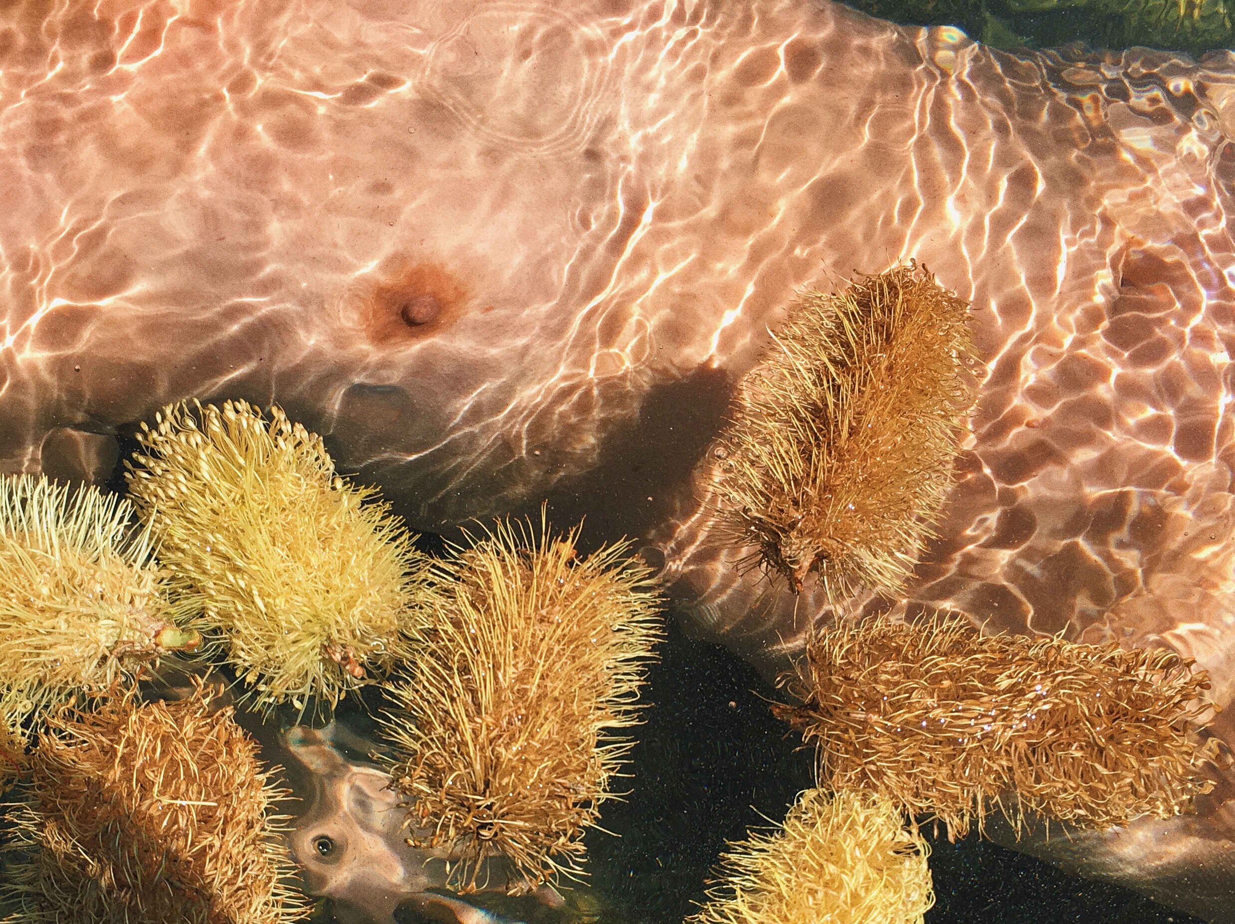   Bottlebrush on nude,  2016&nbsp; 
