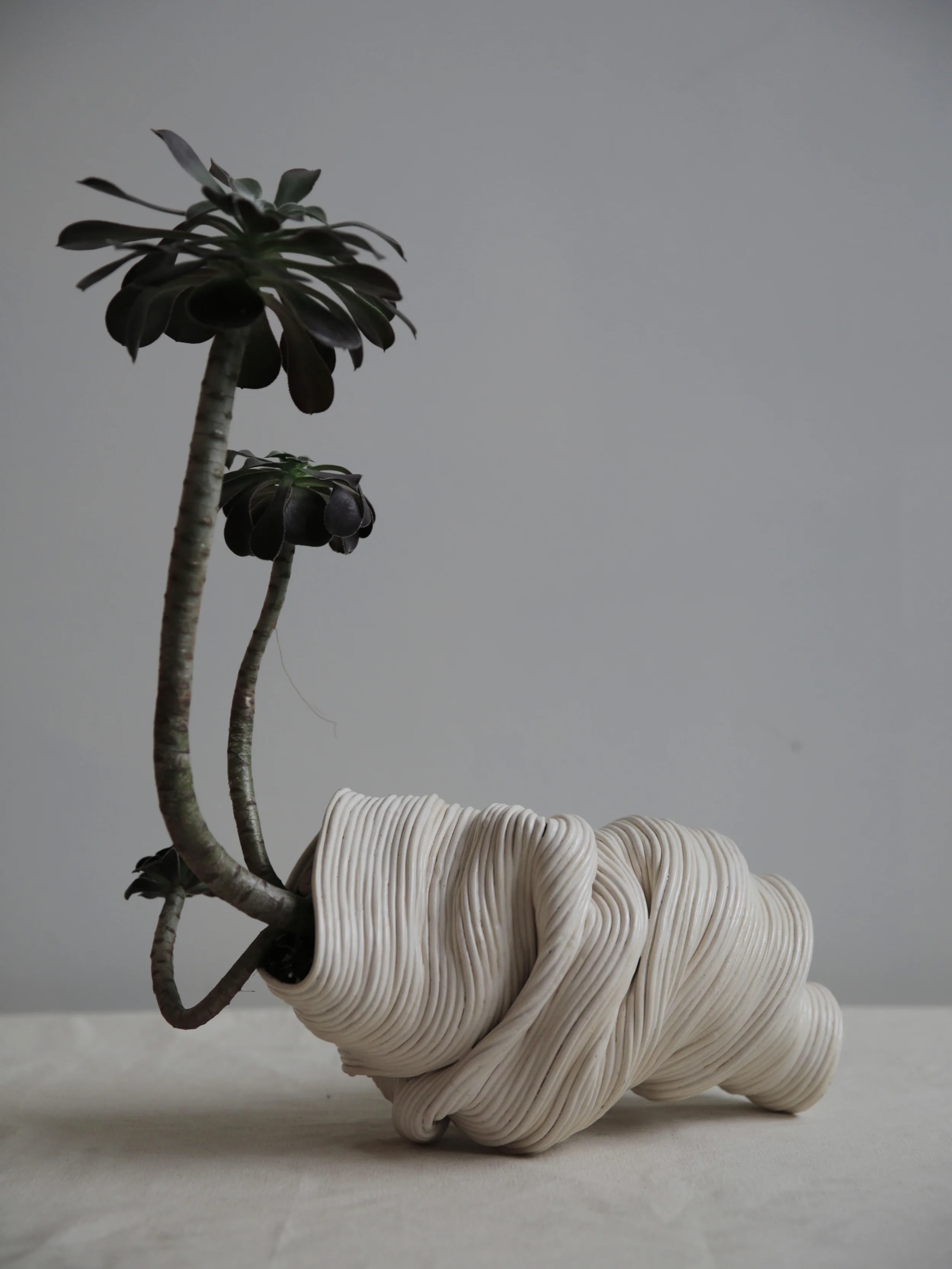 Reclining vessel, 2016 Ceramic with Aeonium Arboreum. 