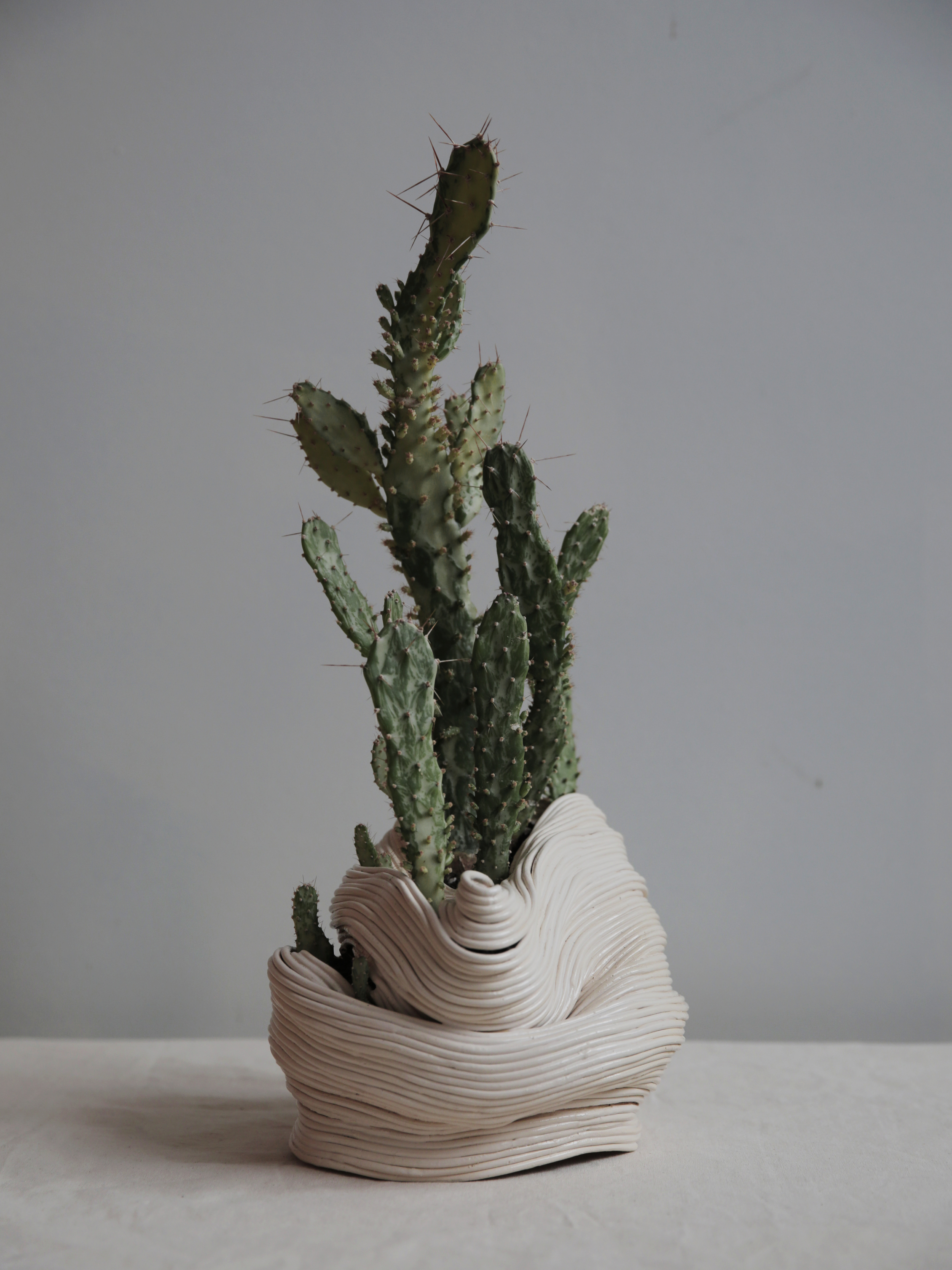   Seated vessel leaning forward, &nbsp;2016.  Ceramic with Opuntia Monacantha variegata 