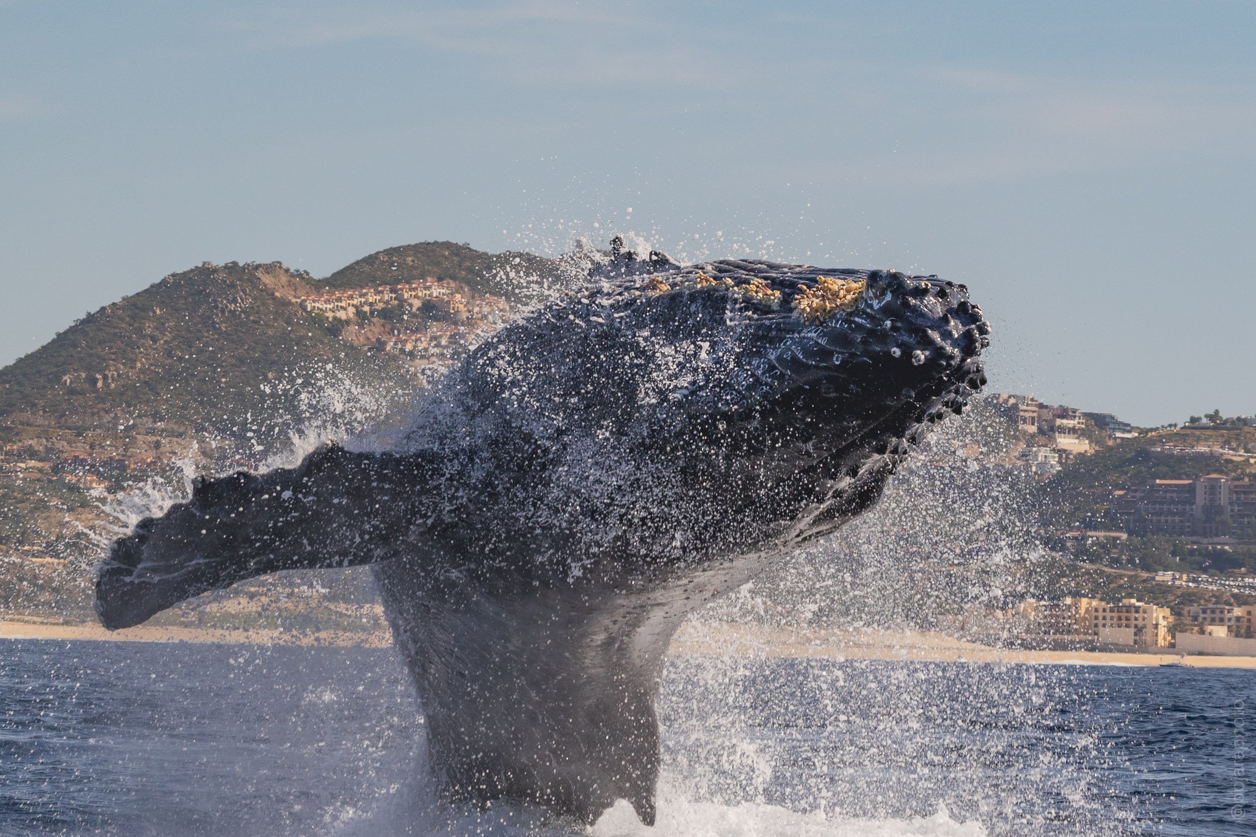 CLOSE UP WHALE BREACH.jpg