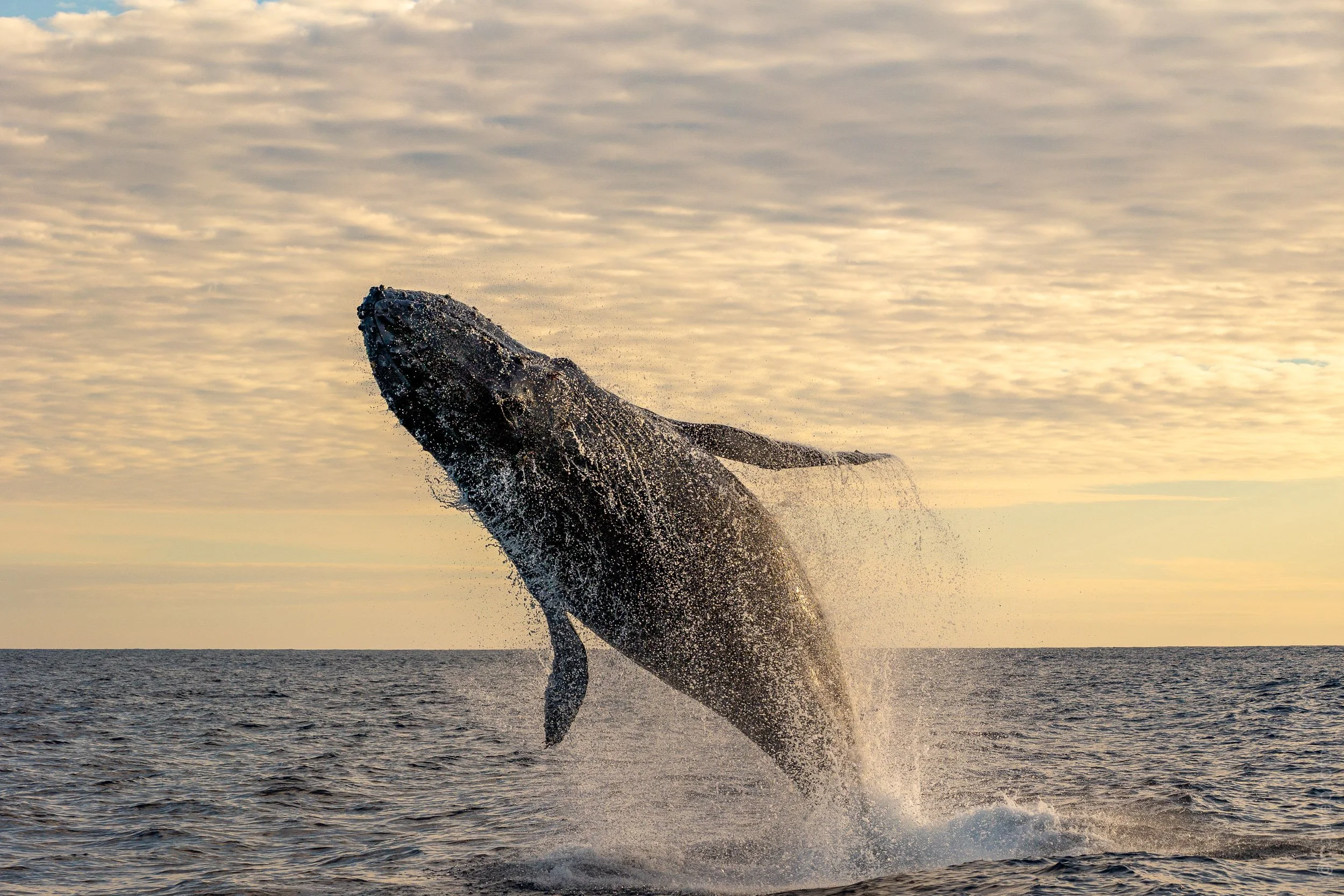 Sunset Whale Breach.jpg