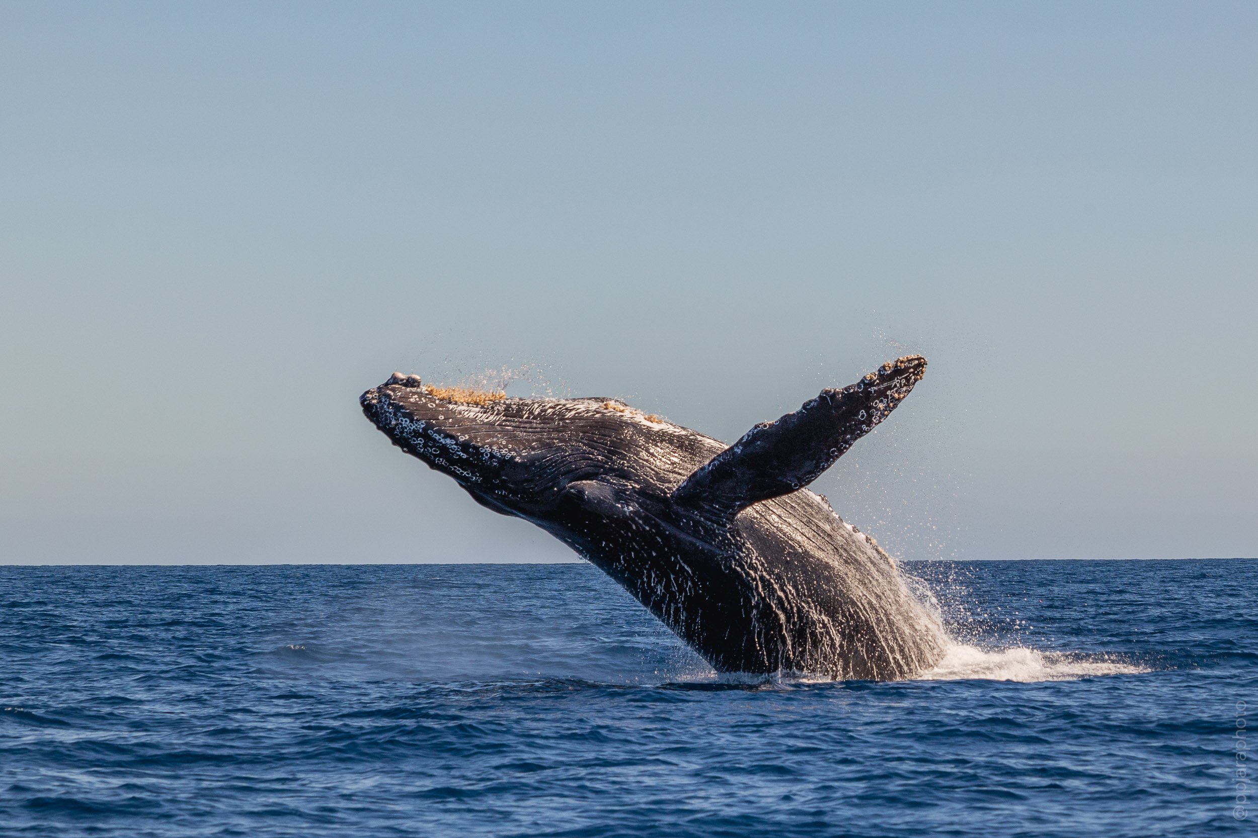Whale Breach backflip.jpg