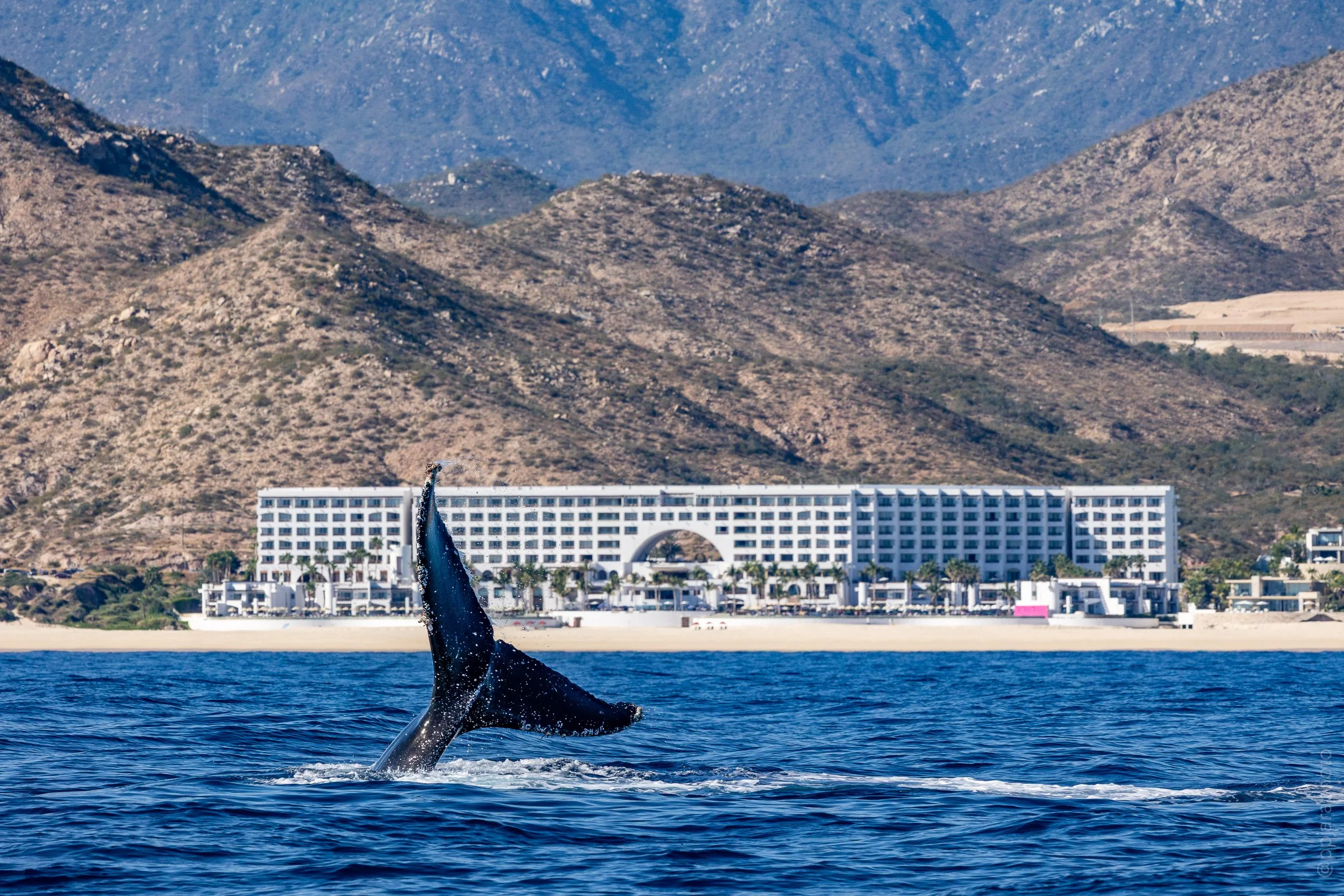 Cola de ballena marquis.jpg