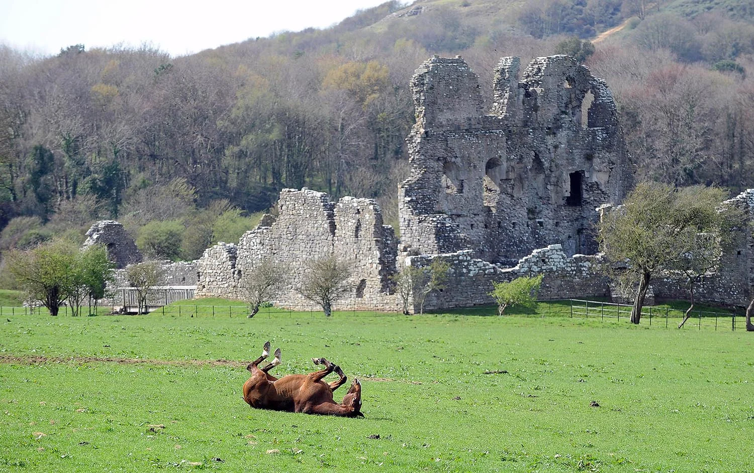 A horse rolls in the grass at Ogmore Castle