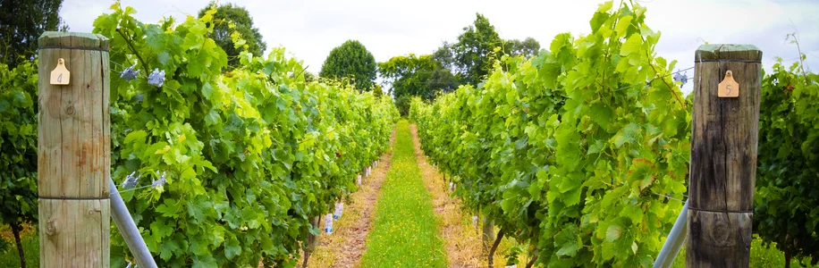 Mystery Creek Wines