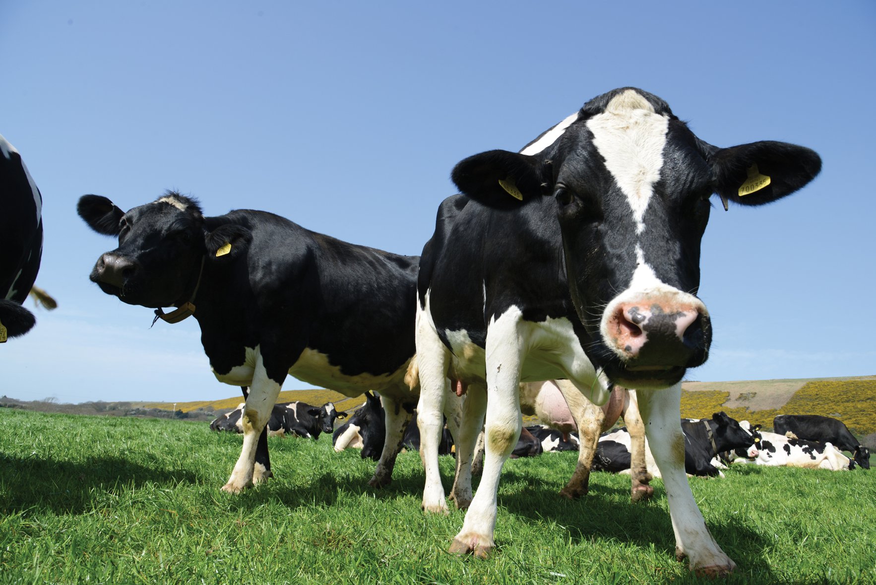 Dairy Farm Tour