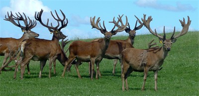 Deer Stud Tour