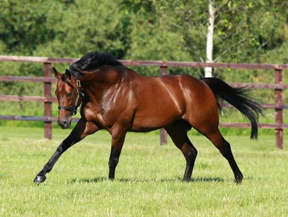 Cambridge Stud Tour