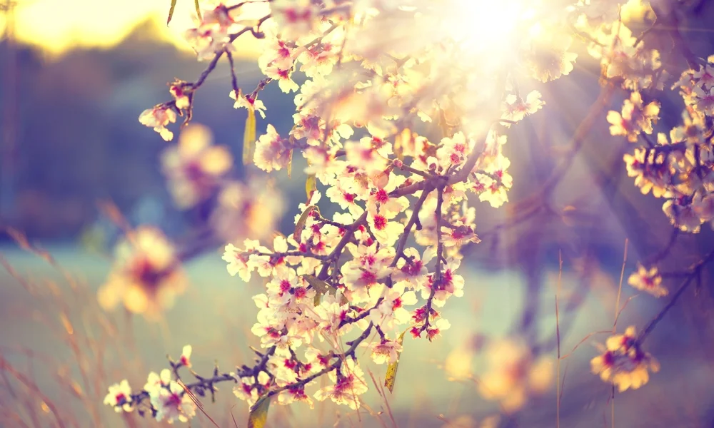 cherry_blossoms.jpeg