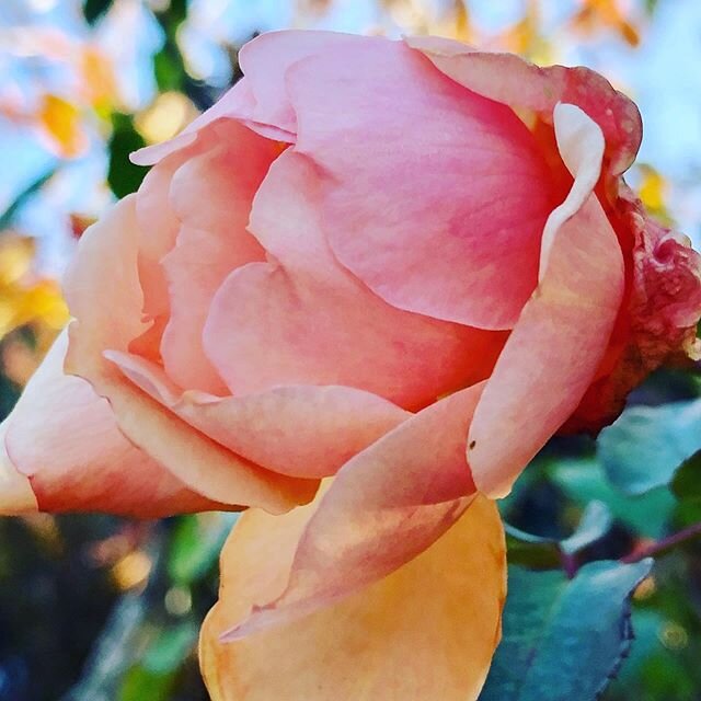 Dear Yin Yogis, 
We are moving to a new season and level 2 in NZ, and that means we can open our doors at Sakura again! I’m really looking forward to offering you a safe, soothing, socially distanced place to come together and practice.  At the