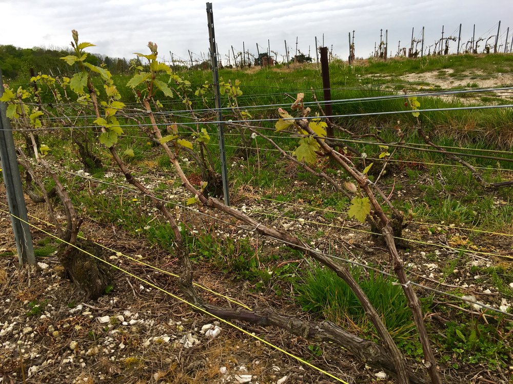 chablis-trained vines