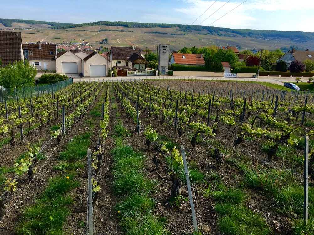 pinot noir plot just above winery