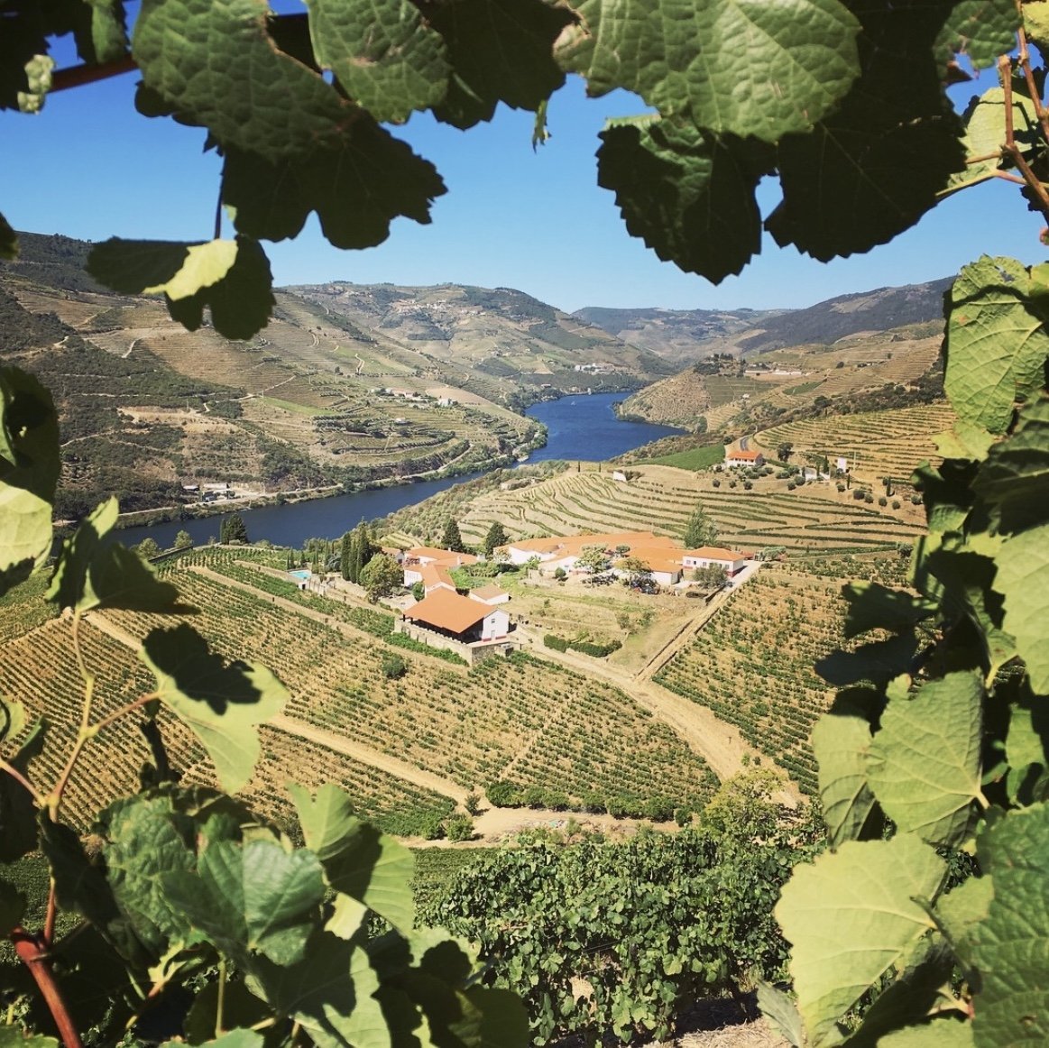 PORTUGAL WINES CHEAT SHEET