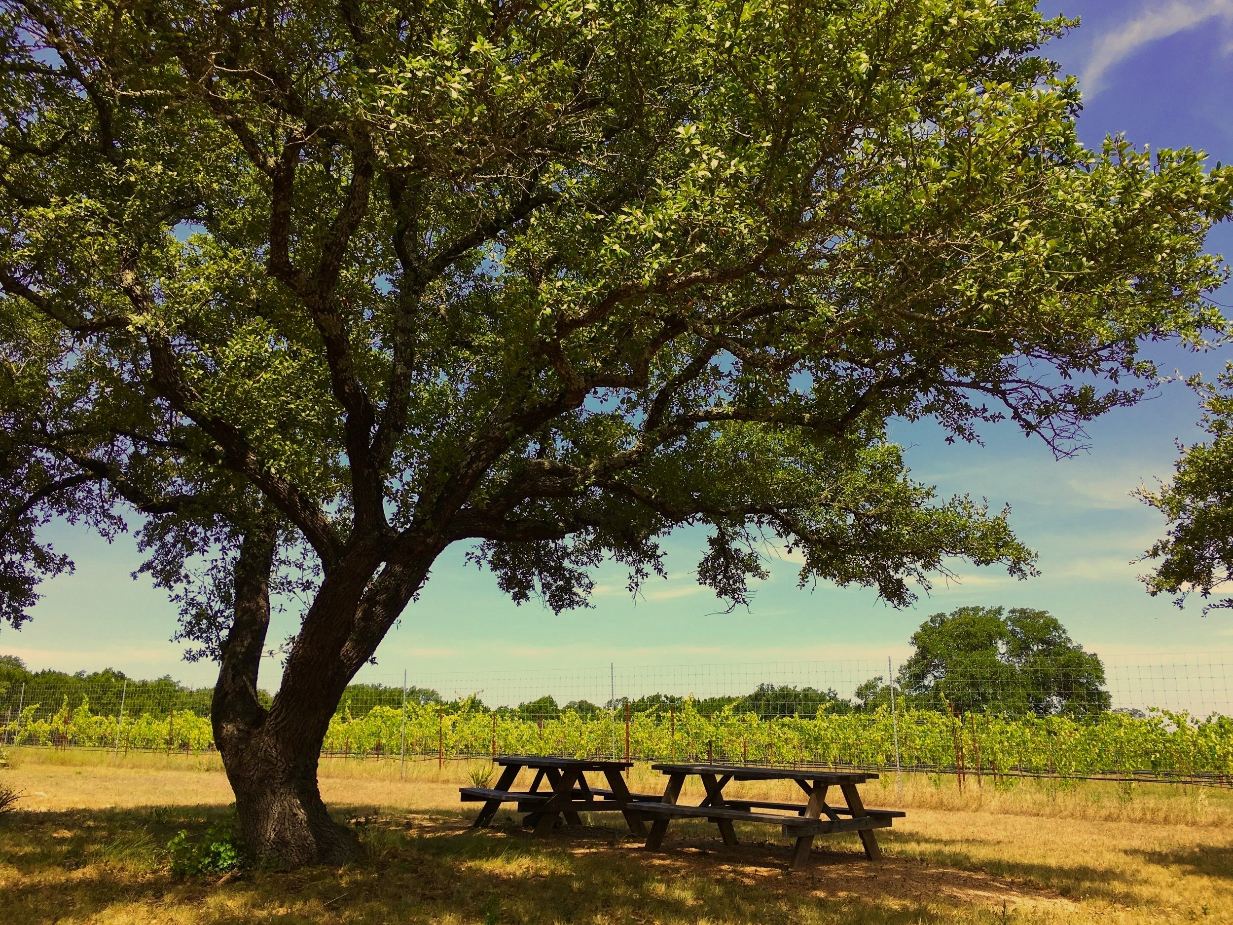 TEXAS HILL COUNTRY WINE