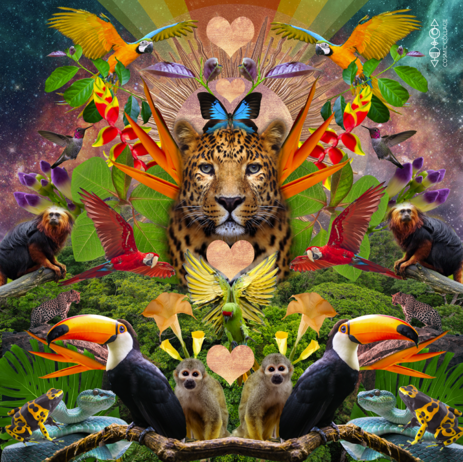 Rainforest.png