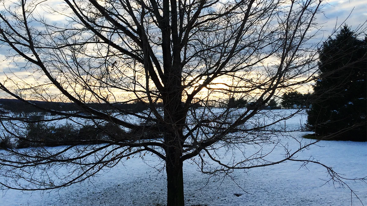 bare tree snowy day Manners Road.jpg