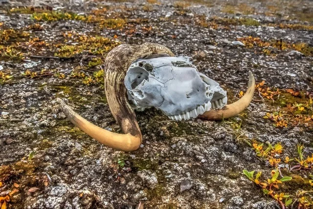 Musk ox 3.jpg