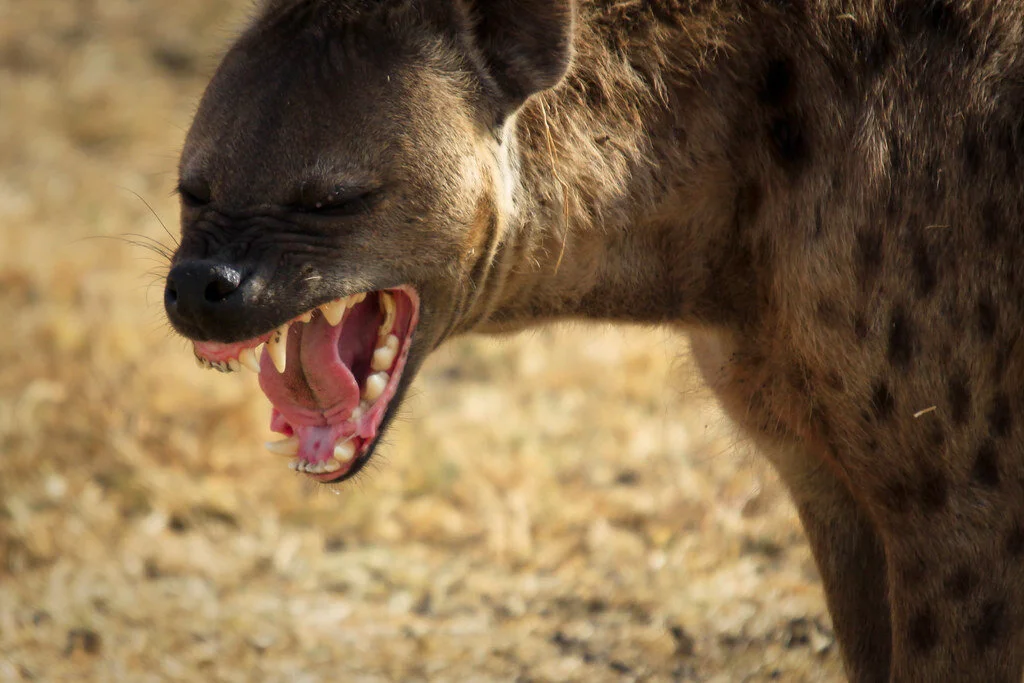 hyena4.jpeg
