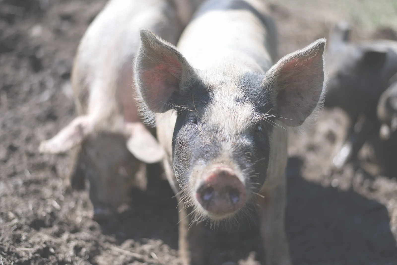 ouranimals_banner.jpg