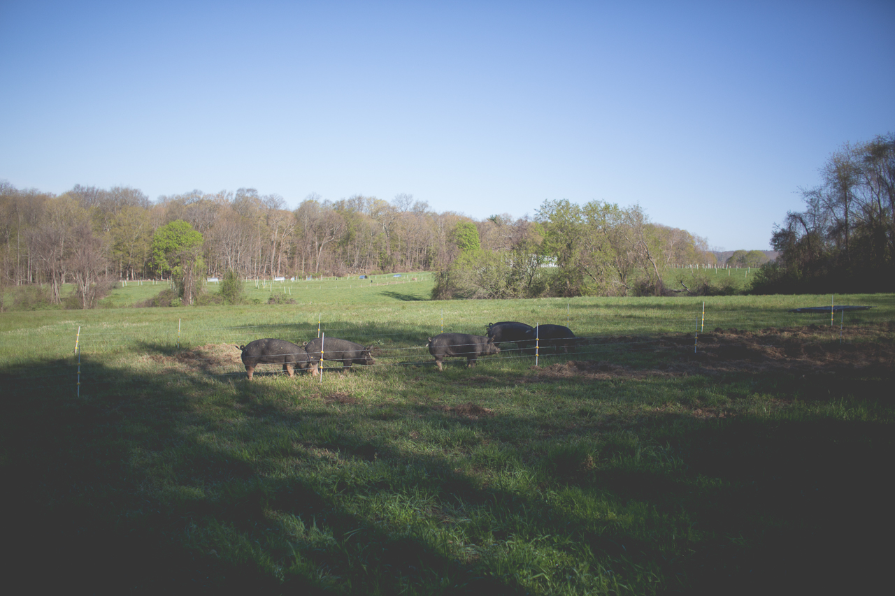 Raised on pasture.