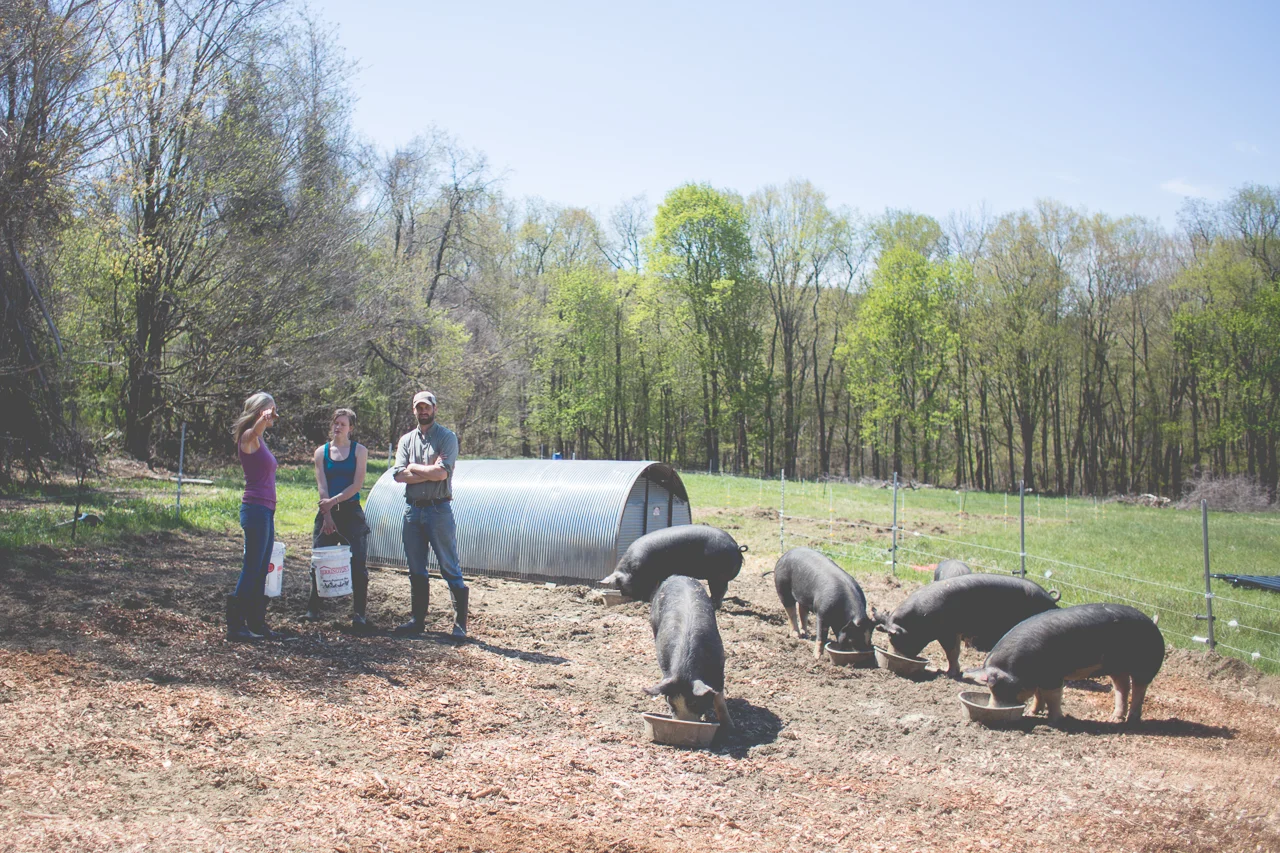 Our Berkshire breeding stock.