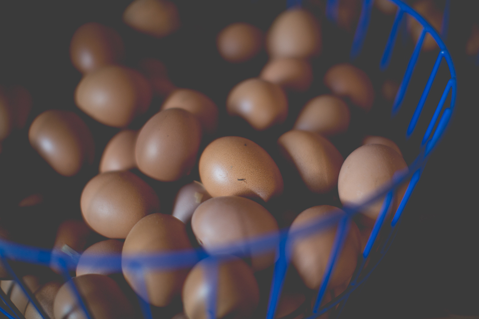 Our eggs.