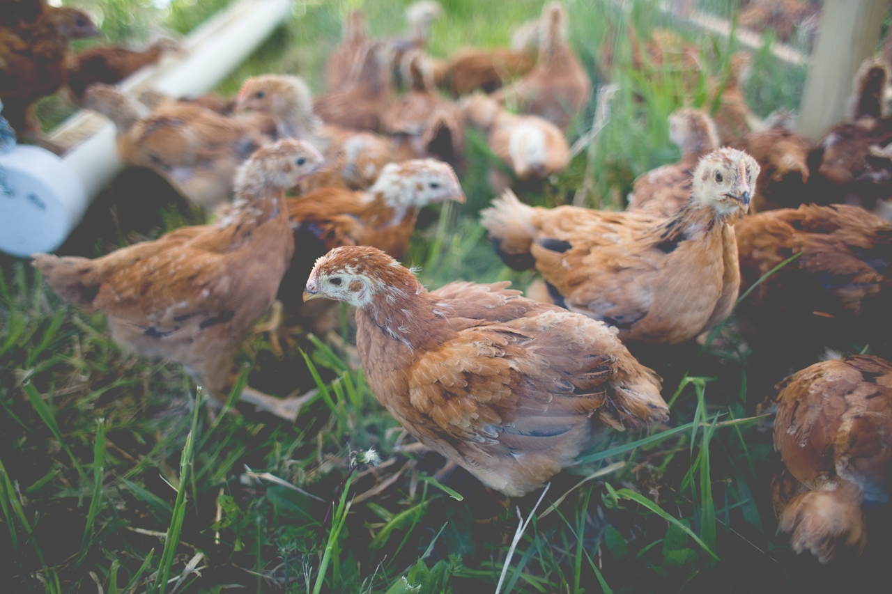 Our broilers move onto grass at 4 weeks.