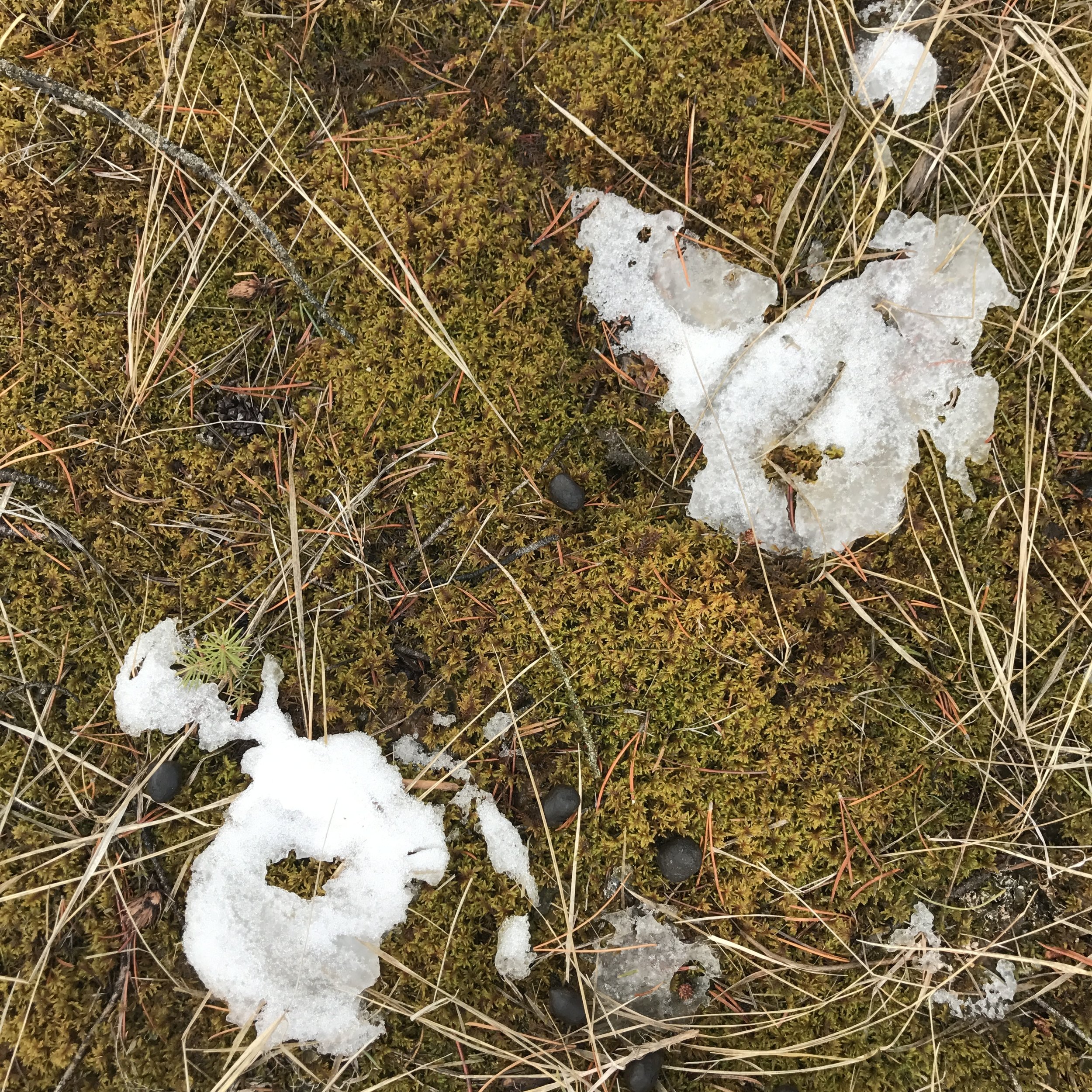 ice, moss, deer droppings, grass