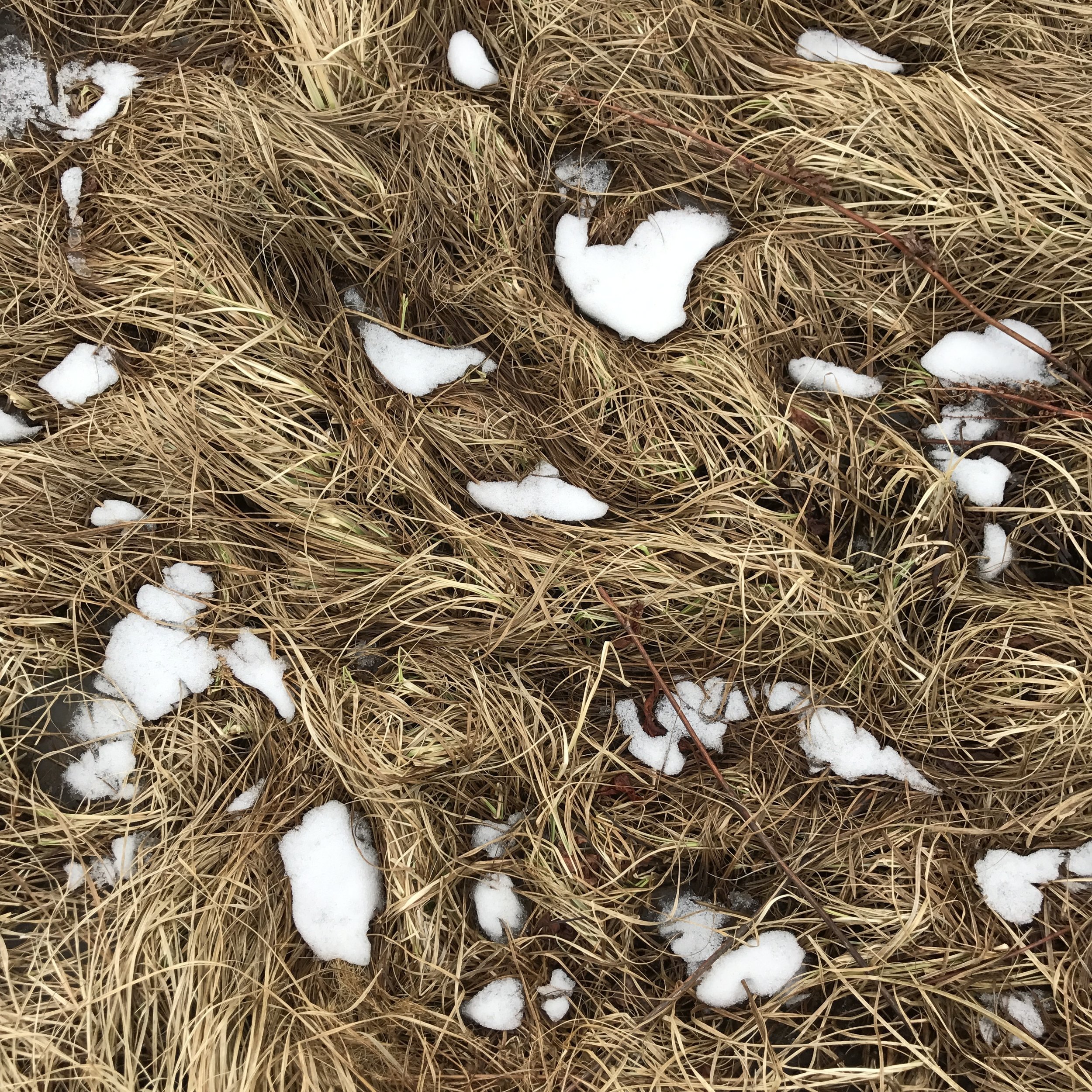 snow and grass