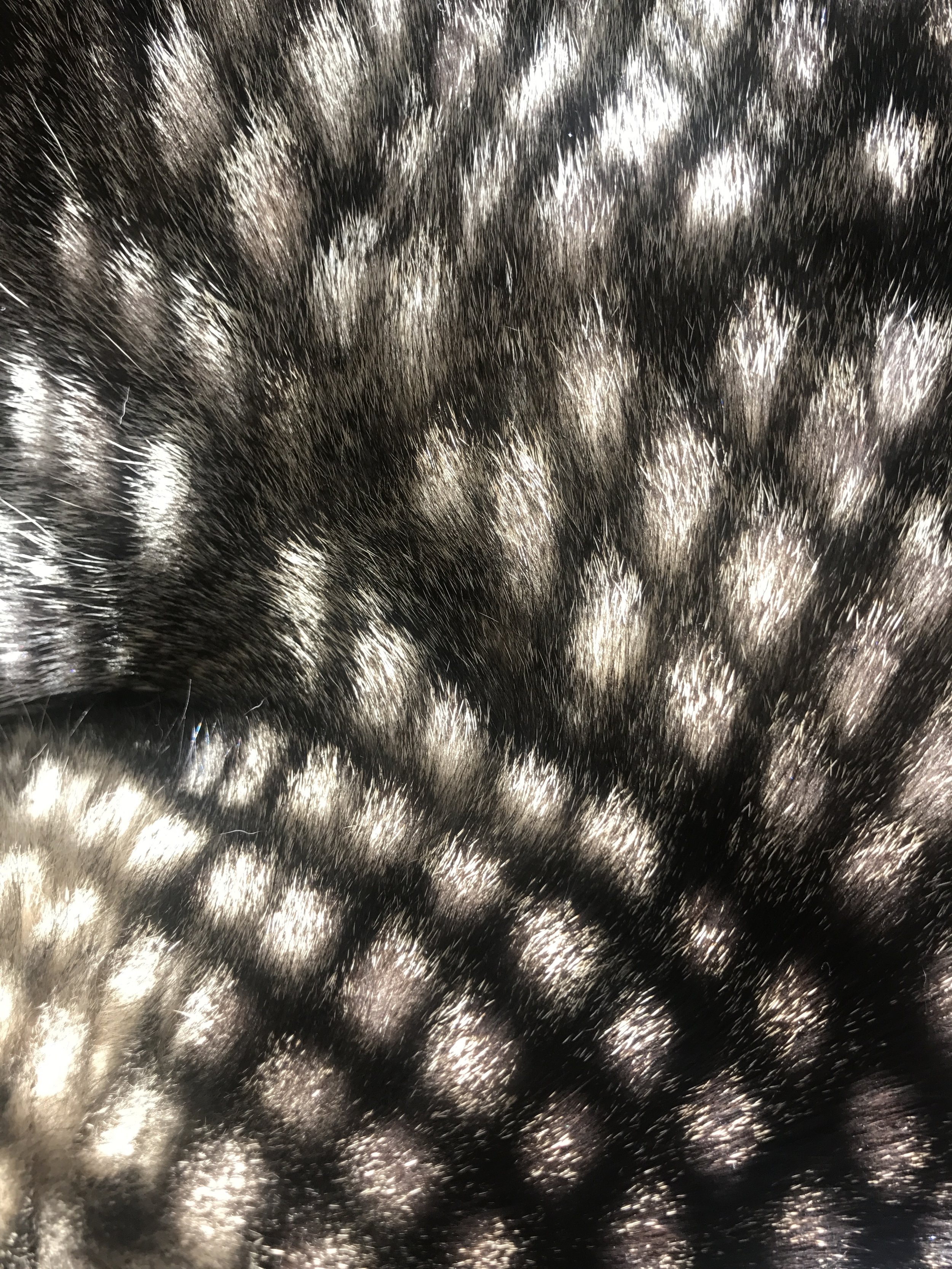 shadow on cat fur