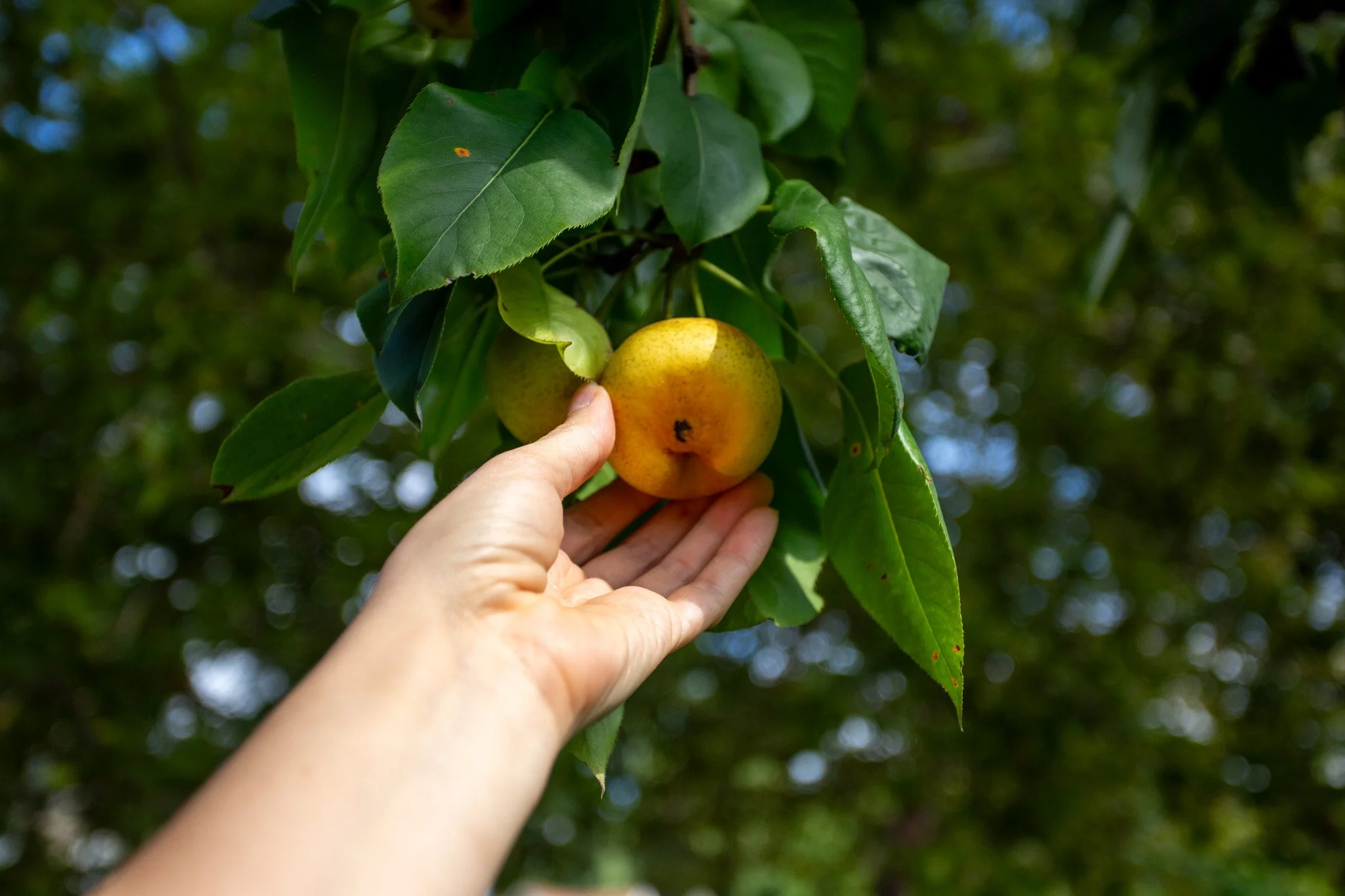  Served as Giving Grove’s Marketing Communications Assistant for the year 2025, a nonprofit dedicated to planting community orchards and advancing food security across Kansas City and the nation. Led the creation of social media content, email newsle