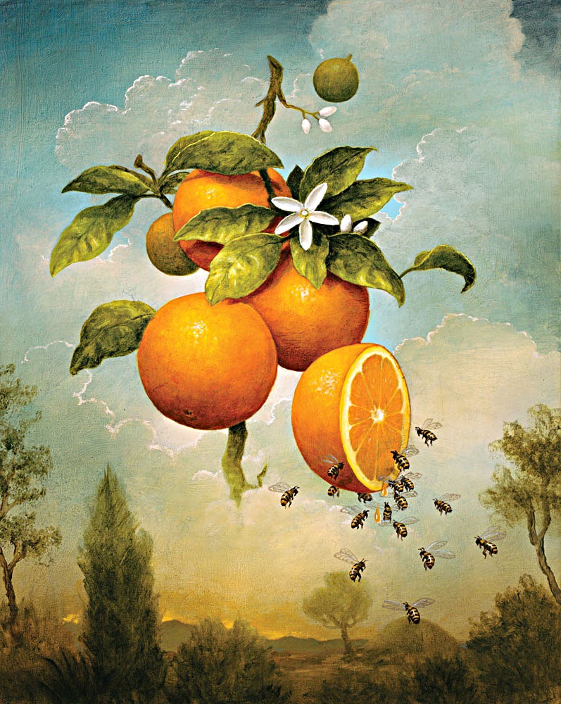 Abundance: Oranges, 2009-2010