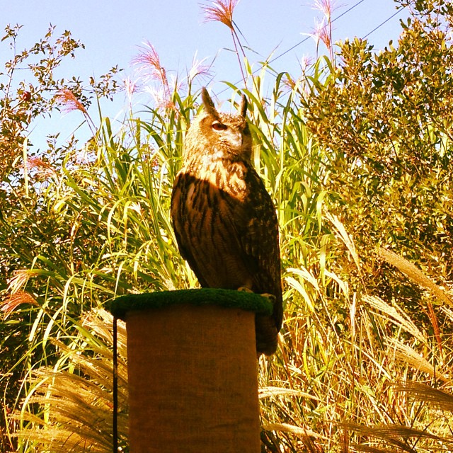 Eagle owl at Hawthorne Valley fall fair.