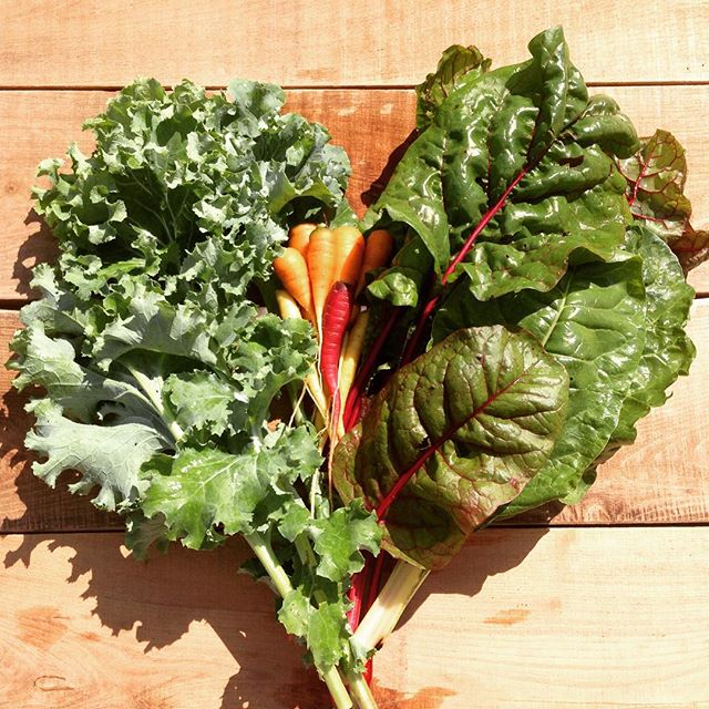 What do I love most about planting a garden? Harvesting! #permaculturegarden #Homestead33