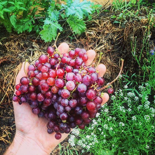 100% ROI on the grape vine in year 2. And it's still so small!  Can't wait to see what happens next year! #Homestead33 #permaculturegarden #edibleforestgarden