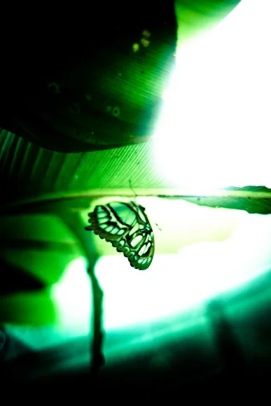 CostaRica2010-10-25_0193.jpg