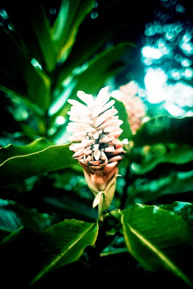 CostaRica2010-10-25_0267.jpg