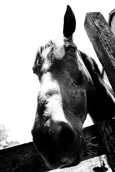 Indy_104.jpg