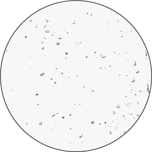 Urban White