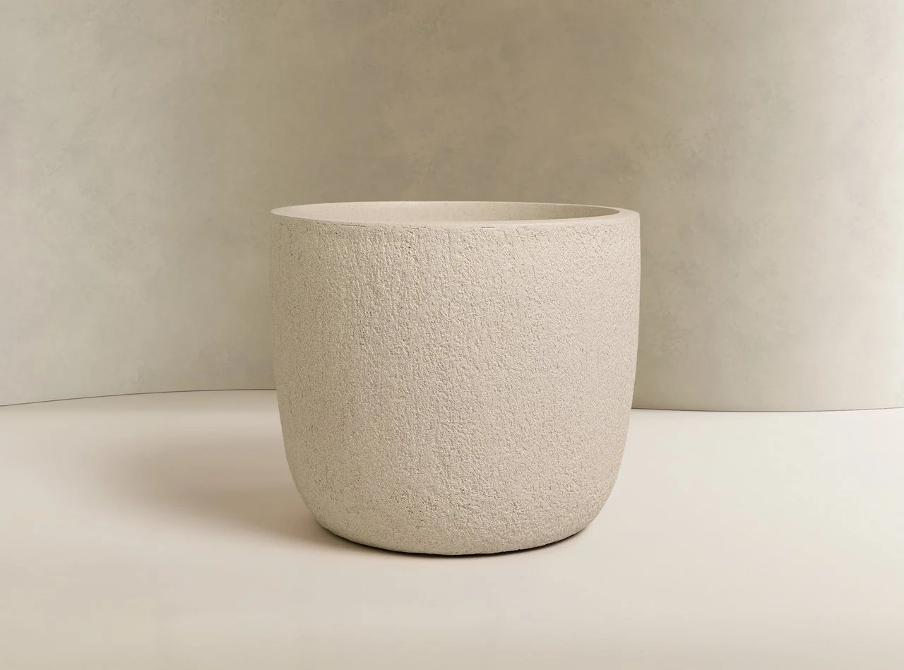 Rough Cast White Asparagus